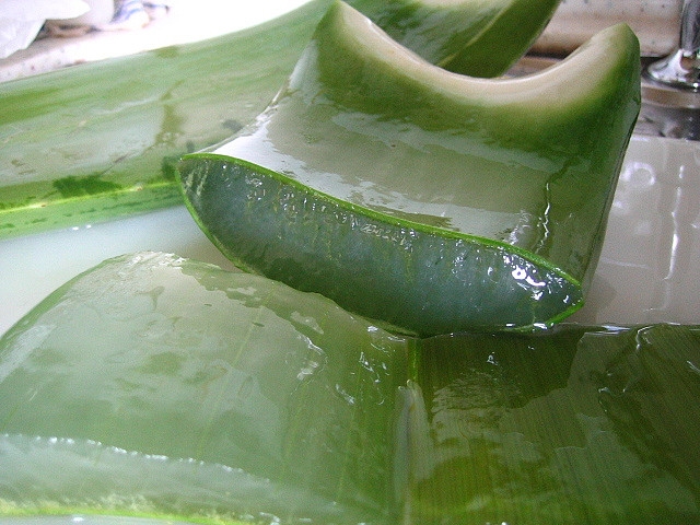 aloe vera hatása a bélrendszerre