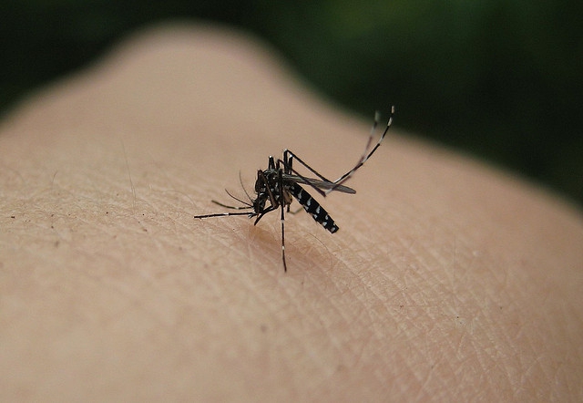 Nem kell tartanunk a Zika-vírus okozta járványtól