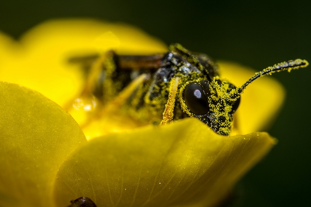 Magas parlagfű pollenkoncentráció ezen a hétvégén is