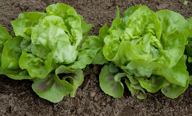 Határérték feletti növényvédőszer-maradékot mutattak ki a Penny Market fejes salátáiban