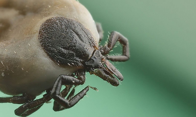  Kutatók azonosítottak egy fehérjét, amely véd a Lyme-kórtól