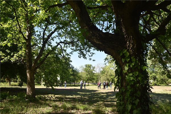 Megújul a szolnoki Tüdőkórház parkja