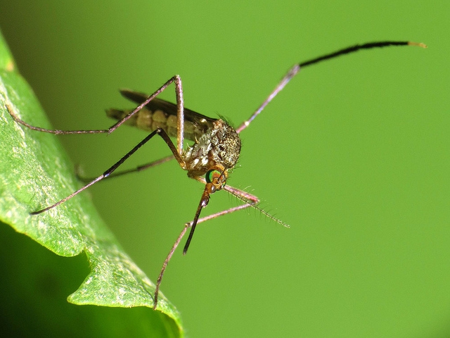 A zikavírus miatt Florida egyes megyéiben egészségügyi szükségállapotot hirdettek 