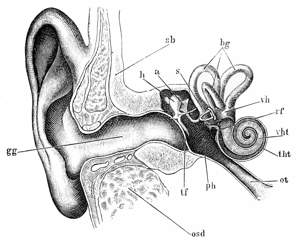 Az új fülzselével megállítható a hallásvesztés
