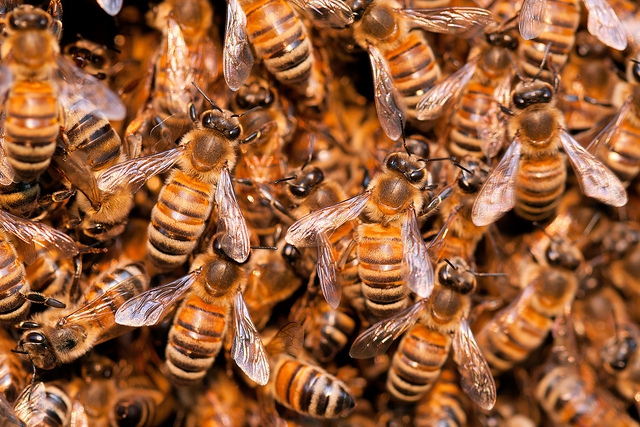 A méh- vagy darázscsípés életveszélyes is lehet 