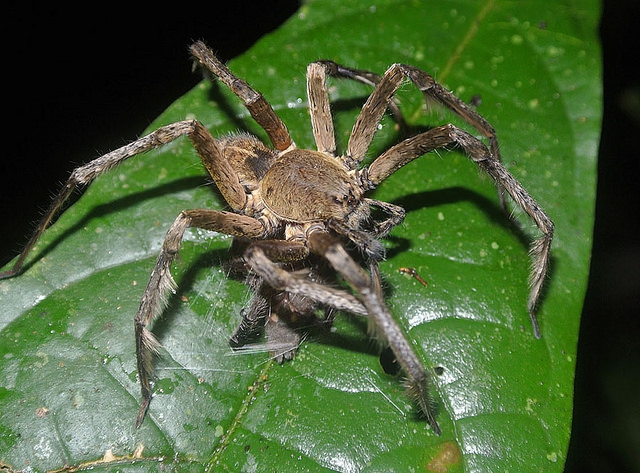 brazil pók és merevedés nem áll rendelkezésre erekció