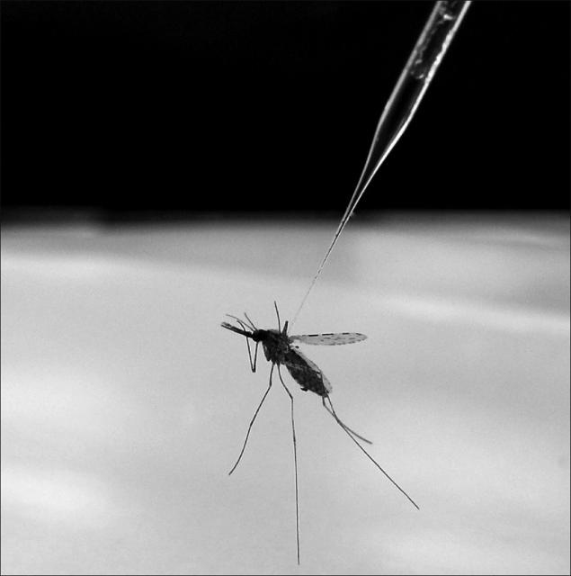 Új malária-kórokozó okoz riadalmat Afrikában