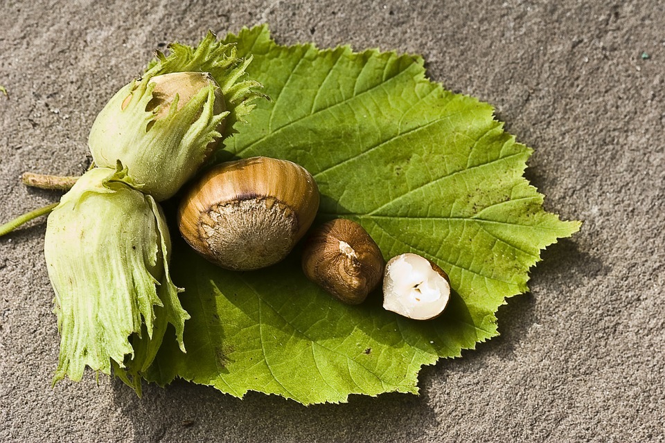 A csecsemők mogyoróval táplálása csökkentheti az allergia kialakulását idősebb korban