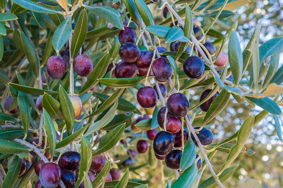 A mediterrán étrendben található egészséges zsíroktól nem hízik az ember