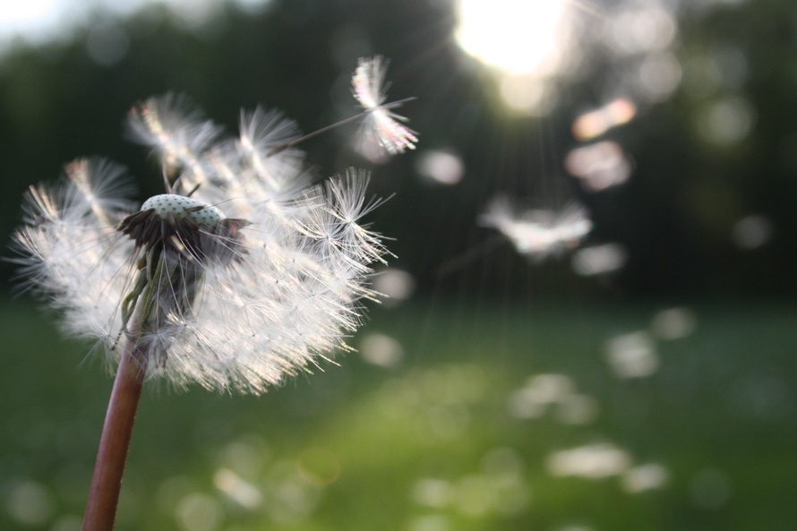 A szezonális allergiák nagyobb valószínűséggel betegítenek meg?