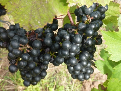 Fitoösztrogének és a rezveratrol
